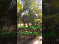 water fall in palm tree garden #nature #song #shorts #ytshorts #youtubeshorts