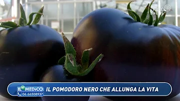 Quando è arrivato in Italia il pomodoro?