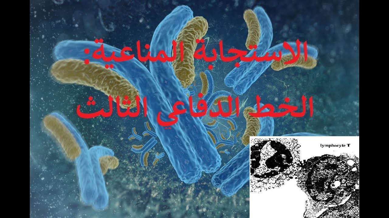 الإستجابة المناعية - النشاط الثالث: الخط الدفاعي الثالث للعضوية