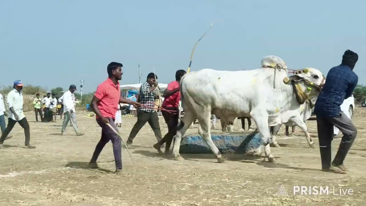 ఓర్వకల్ 6పళ్ళ విభాగం 7వ జత..