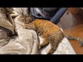 こういう動画ってどんなタイトル付けたらいいか毎回悩む…サビタマが可愛いからとにかく見てという動画です