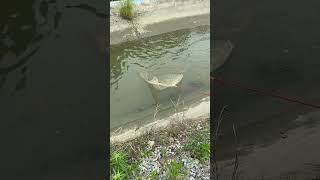 Download Lagu Very proud #fishing #jalaikan #trending MP3