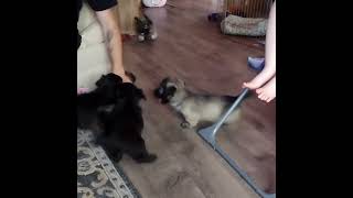 Skye terrier puppies learning how to play fetch with their dad