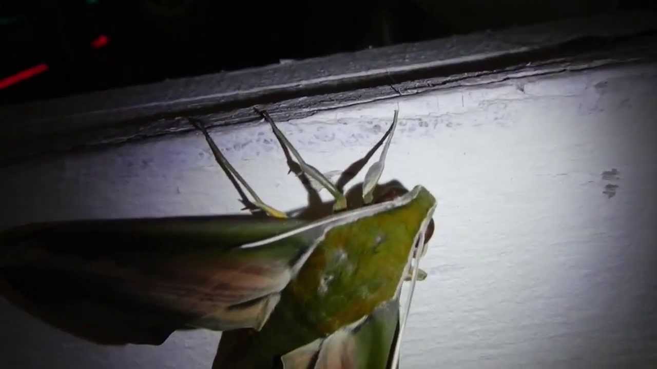 The Biggest Moth I Have Ever Seen!