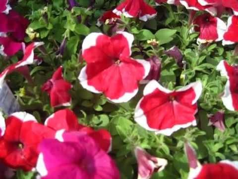 Flowers At Lowe S Garden Center Youtube