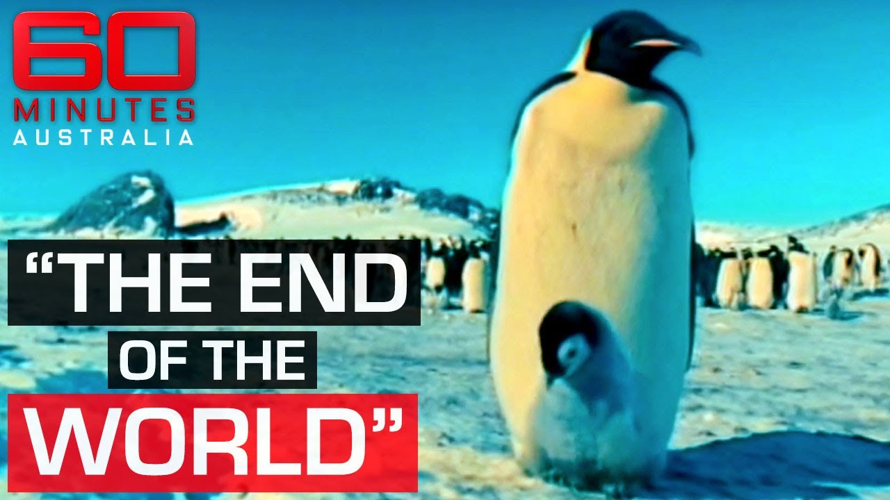 Antarctic penguins: the incredibly fragile survival of emperor penguin chicks | 60 Minutes Australia
