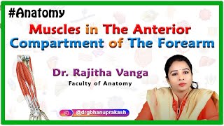 Muscles in the Anterior Compartment of the Forearm (Anterior Flexor compartment): Upper limb Anatomy