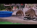 Roxy and her 4 Raccoon cubs