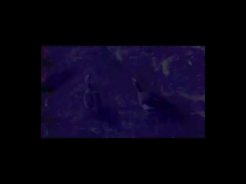 Javier Colis — Javier Colis y Juan Pérez Marina - Sangre Fácil II (Sirenas de interior)