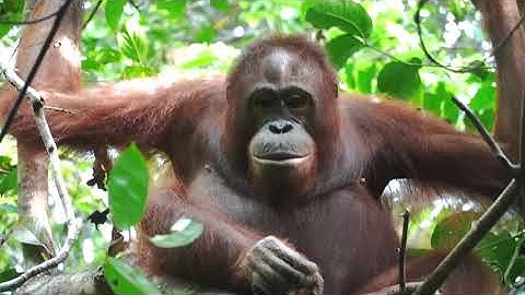 Rahayu the orangutan relaxing in the canopy