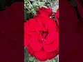 Red Roses #rose #flowers #garden #shorts