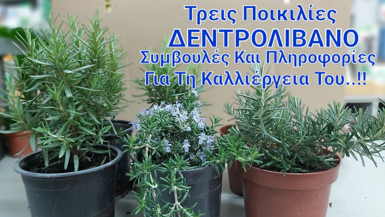 Δεντρολίβανο - Τρεις ποικιλίες δεντρολίβανου, Συμβουλές Και Πληροφορίες Για Τη καλλιέργεια του..!!