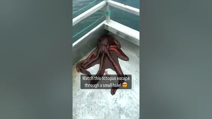 Watch this Octopus escape through a tiny hole!! 🤯