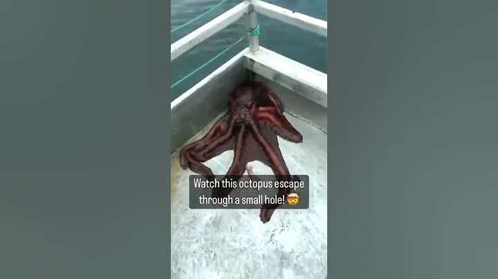 Watch this Octopus escape through a tiny hole!! 🤯