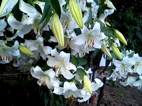 Video: Weiße Lilien Im Garten