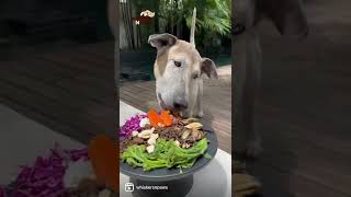 Easy Colorful Balance Meal For Your Doggies | Whiskers N Paws