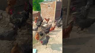 FFG chicks farming setup 🐓 low cost chicken business 🦅🦁#ffgchicks #desimurga #farmingindia #shorts