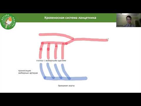 Эволюция кровеносной системы у позвоночных животных