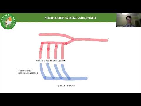 Эволюция кровеносной системы у позвоночных животных