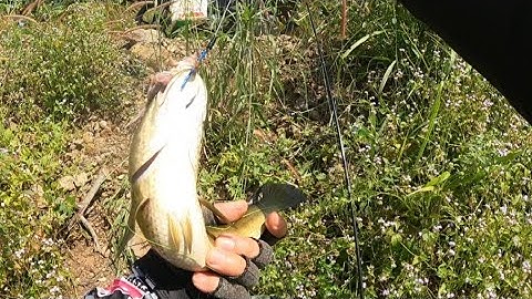 Câu cá lóc đập sông ray | thành viên mới | Long chu du fishing