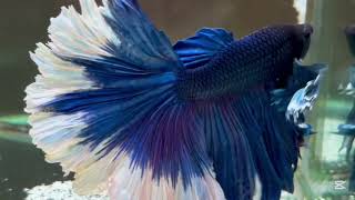 Relaxing With Blue Betta Fish