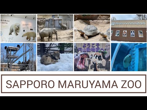 Sapporo Maruyama Zoo Walkaround