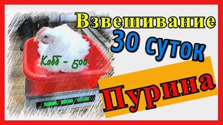 Вес бройлера Кобб-500 в 30 дней. Пурина