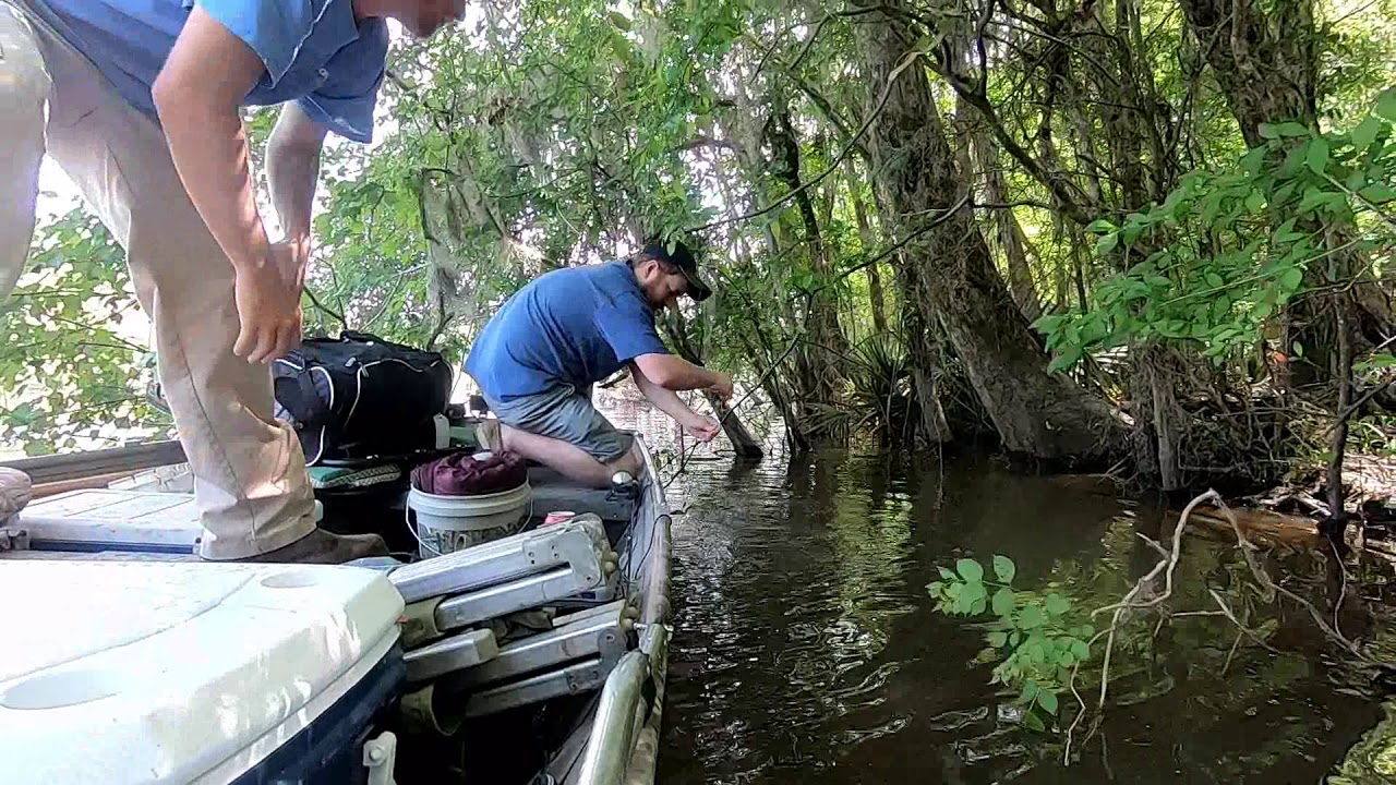 catfishing with bush hooks 