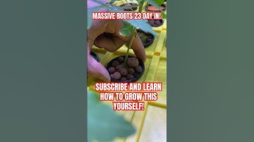 Easy Root Growth With #DIY #DWC Grow Setup #shorts