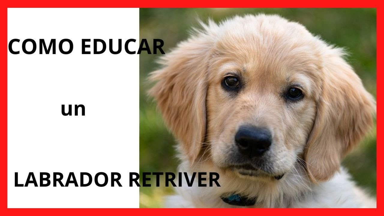 Cómo EDUCAR a UN CACHORRO de LABRADOR RETRIEVER como educar a un