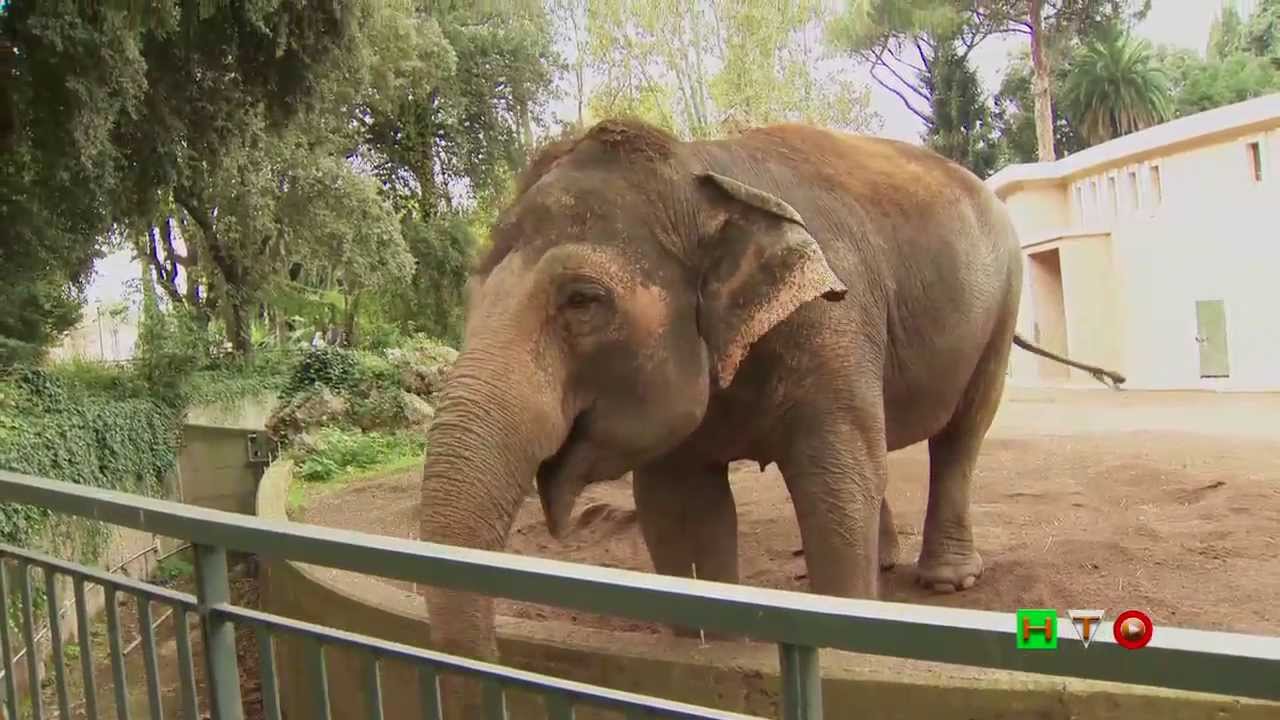 Bioparco di Roma - A tu per tu con la natura - Elefanti - www.HTO.tv