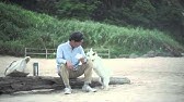 Amazon 犬 ライオン 感動 Cm ゴールデンレトリバー Youtube