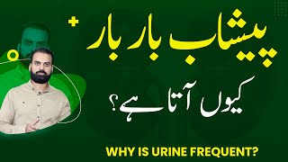 Frequent Urination Or Excess Urine Causes: Zayda Peshab Ana | Peshab Zada Q Ata