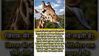 did you know about giraffe #giraffe #tongue #youtubeshorts #animals