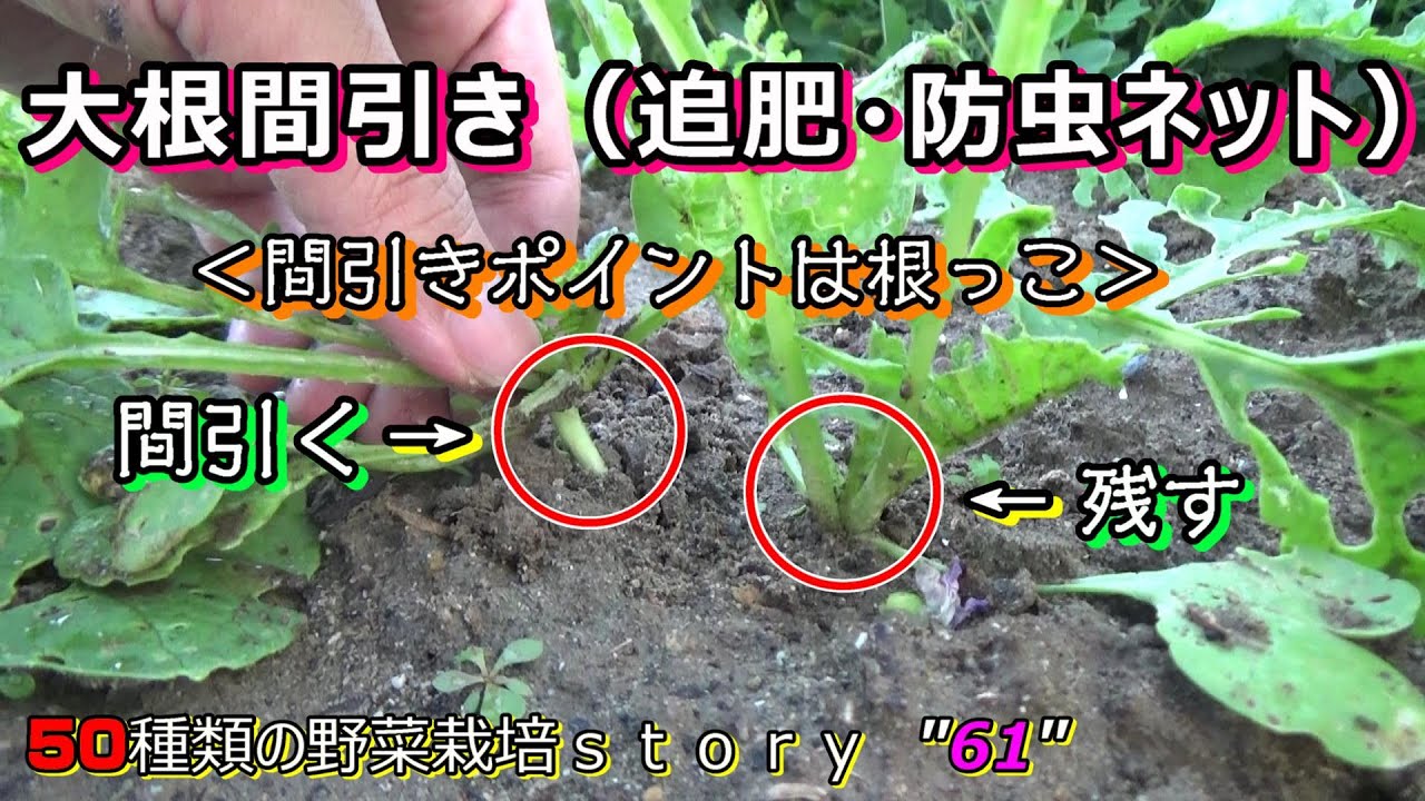 家庭菜園】大根の間引き＜間引くのは根っこが横に曲がったもの