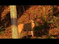 Urban Blacktail - Clip from "The Torch"