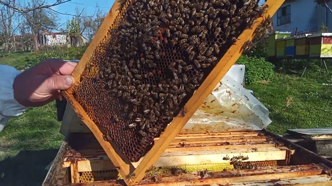 oksalnu odlazemo jos 20 dana zbog legla i tople jeseni