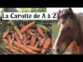 La Carotte de A à Z (presque) !