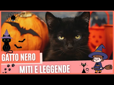 Video: I gatti neri sono più pericolosi per Halloween?