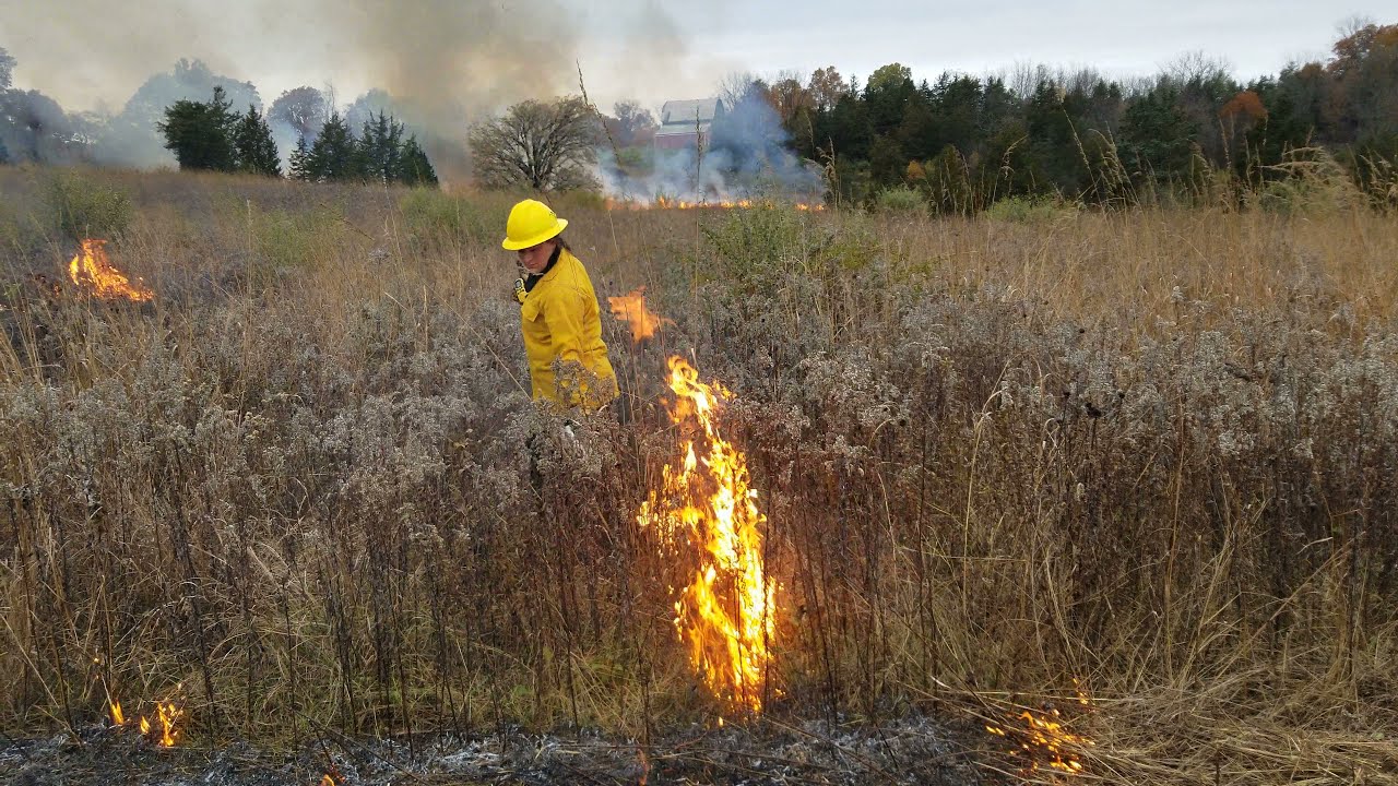 Prescribed Fire using Drip Torches at Pierce Cedar Creek Institute