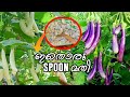 വഴുതന ഇങ്ങനെ കുല കുത്തി പിടിക്കാൻ ഇതൊരു spoon മതി | Brinjal Farming Tips | Egg plant care