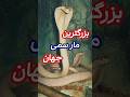 بزرگترین و خطرناکترین مار سمی جهان حیات وحش حیوانات دانستنی دانستنیهای جالب مار  حیوان