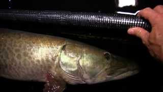 Big Water Musky "Battle Weary" Version II
