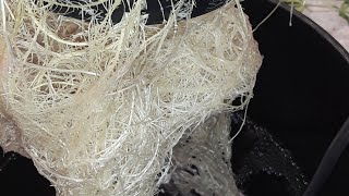DWC HYDROPONIC EXPERIMENT