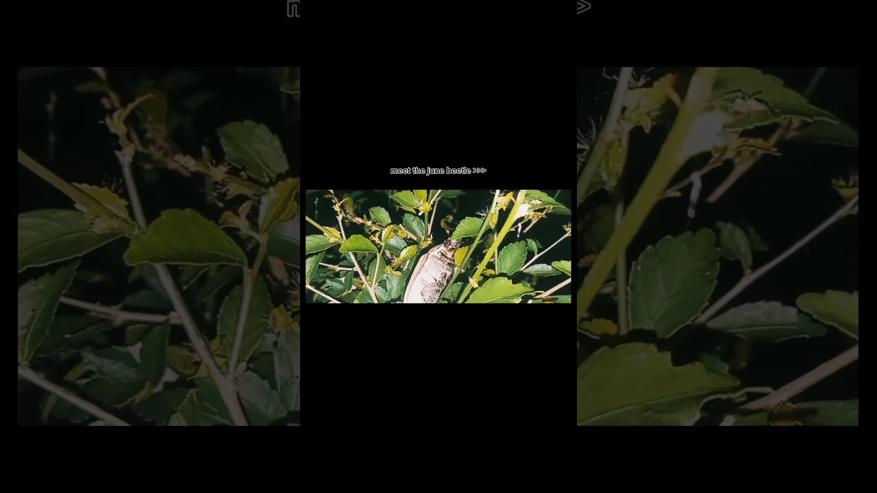 meet the june beetle 