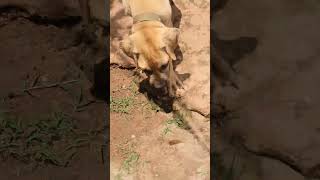 Babesiose, Doença que pode matar seu filhote. Rollo ja esta recuperado Agora com 4 meses