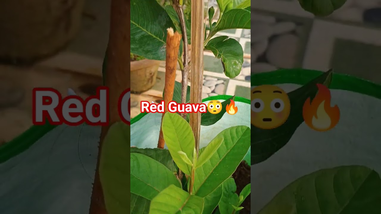 🥳🥳🙏 Organic thai#red#guava in grow bag💕📈