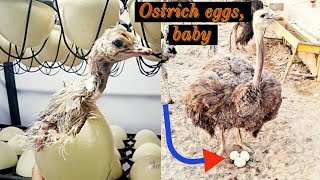 Ostrich egg crack,ostrich baby bhir a raha Bareedar ostrich Pakistan Ostrich Farm||