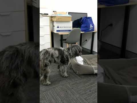 Chief Happiness Officer,