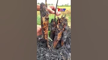 Cá lóc nướng rơm đâyyyyy #Shorts